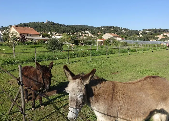 Du Pagoulin - D'hotes Hyères
